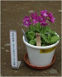 さくらそう７小 枠付き.jpg